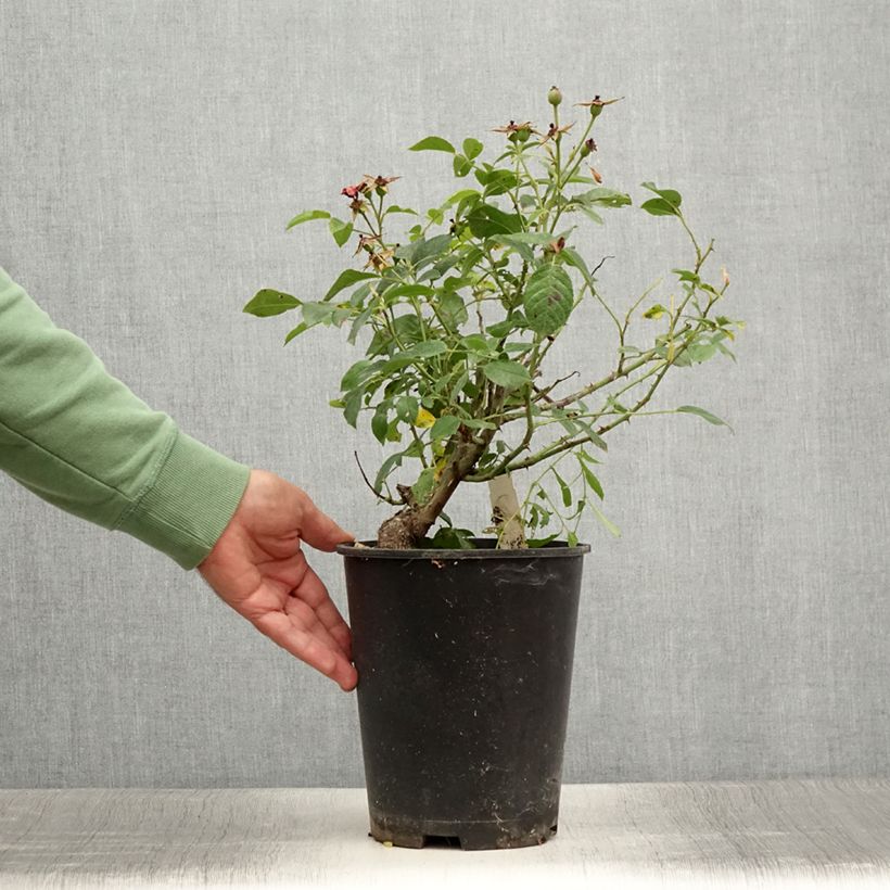 Exemplaar van Rosa Pink Flash - Bodembedekkende roos Pot van 4 l/5 l zoals geleverd in de zomer