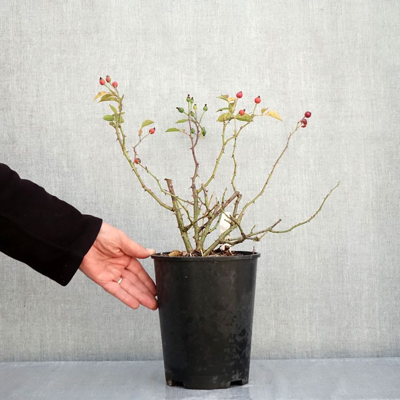 Exemplaar van Rosa Pink Flash - Bodembedekkende roos Pot van 4 l/5 l zoals geleverd in de herfst