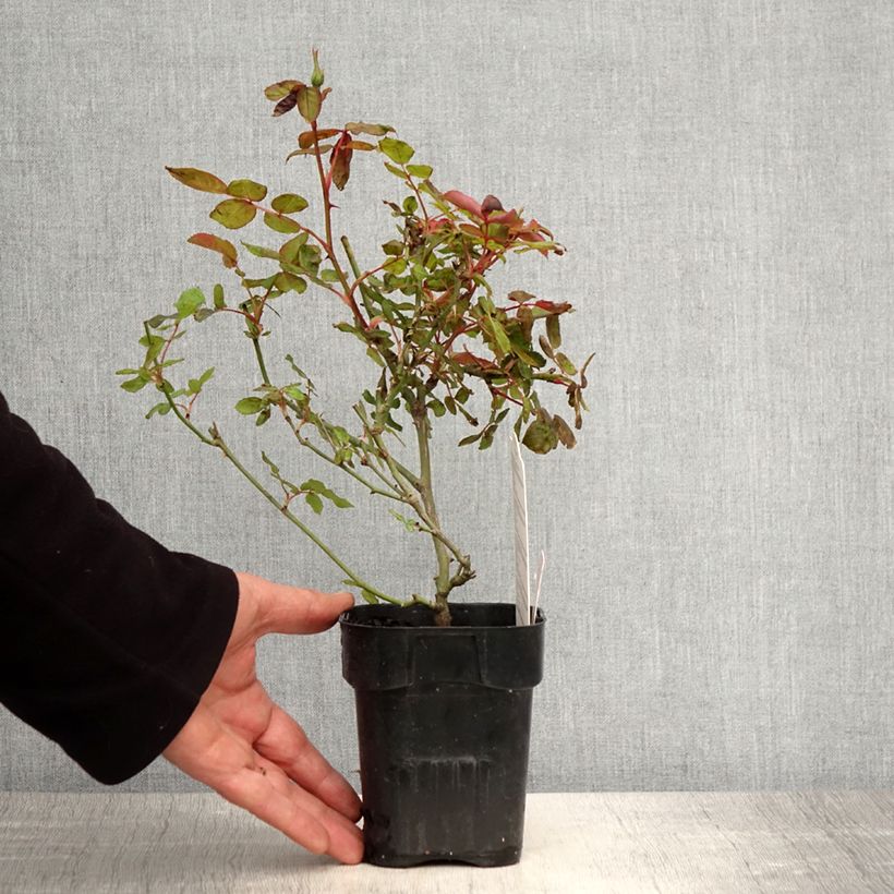 Example of Rosa Pink Knock Out - Bodembedekkende roos Pot van 10 cm/11 cm as you get in printemps