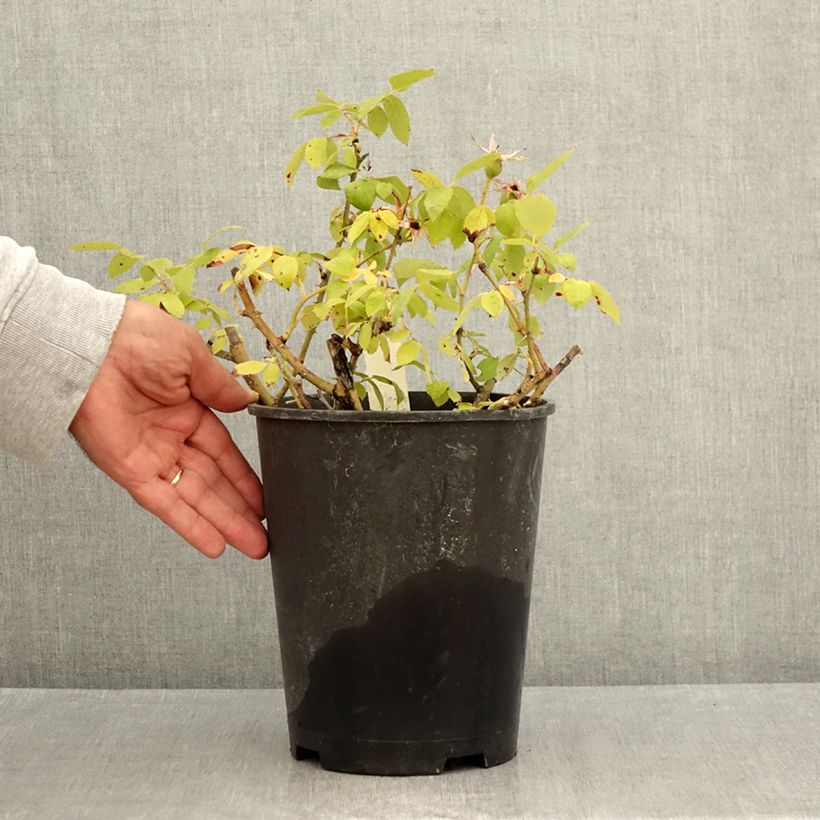 Exemplaar van Rosier couvre-sol Pink Knock Out (Rodin) Pot de 3L/4L zoals geleverd in de zomer
