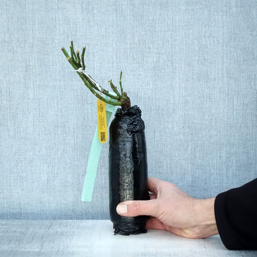 Exemplaar van Rosa Aprikola - Bodembedekkende roos In kluit zoals geleverd in de winter