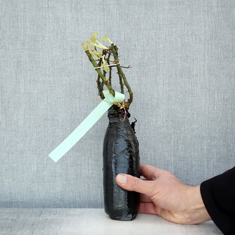 Exemplaar van Rosa Diamant - Bodembedekkende roos In kluit zoals geleverd in de winter