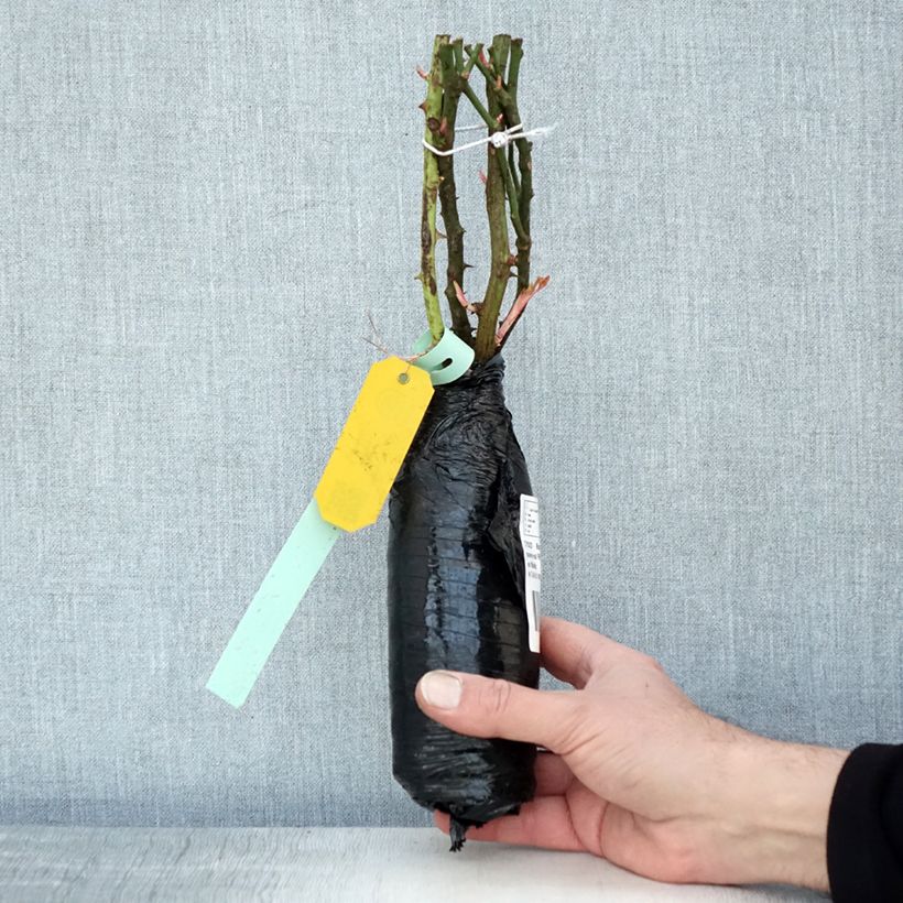 Exemplaar van Rosa Neon - Bodembedekkende roos In kluit zoals geleverd in de winter