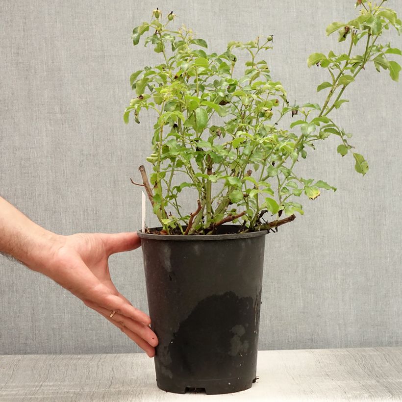 Exemplaar van Rosa Neon - Bodembedekkende roos Pot van 2 l/3 l zoals geleverd in de zomer