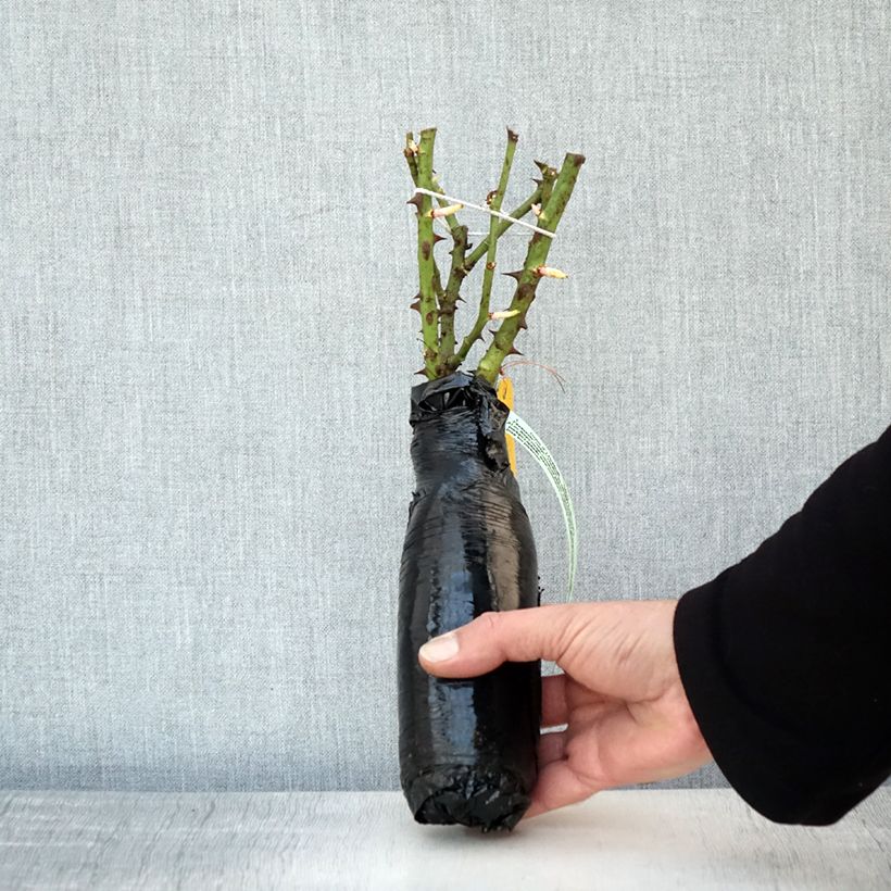 Exemplaar van Rosa Rotilia - Bodembedekkende roos In kluit zoals geleverd in de winter