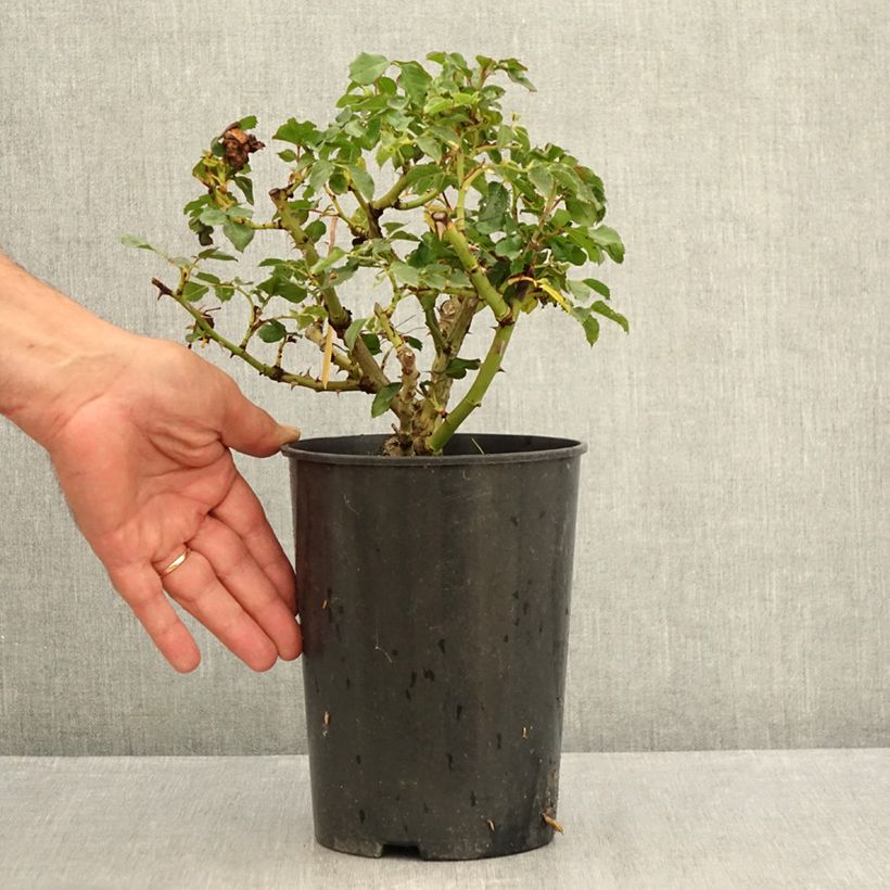 Exemplaar van Rosa Rotilia - Bodembedekkende roos Pot van 2 l/3 l zoals geleverd in de zomer