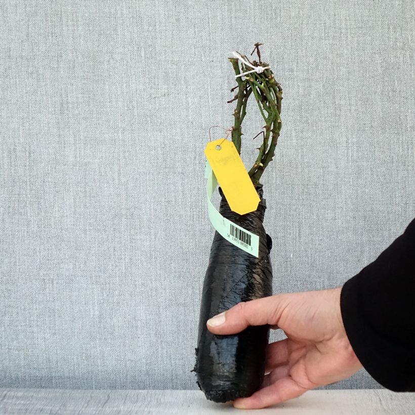 Exemplaar van Rosa Satina - Bodembedekkende roos In kluit zoals geleverd in de winter