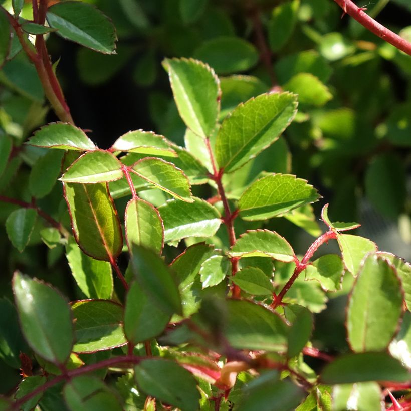Rosa Sea Foam - Bodembedekkende roos (Blad)