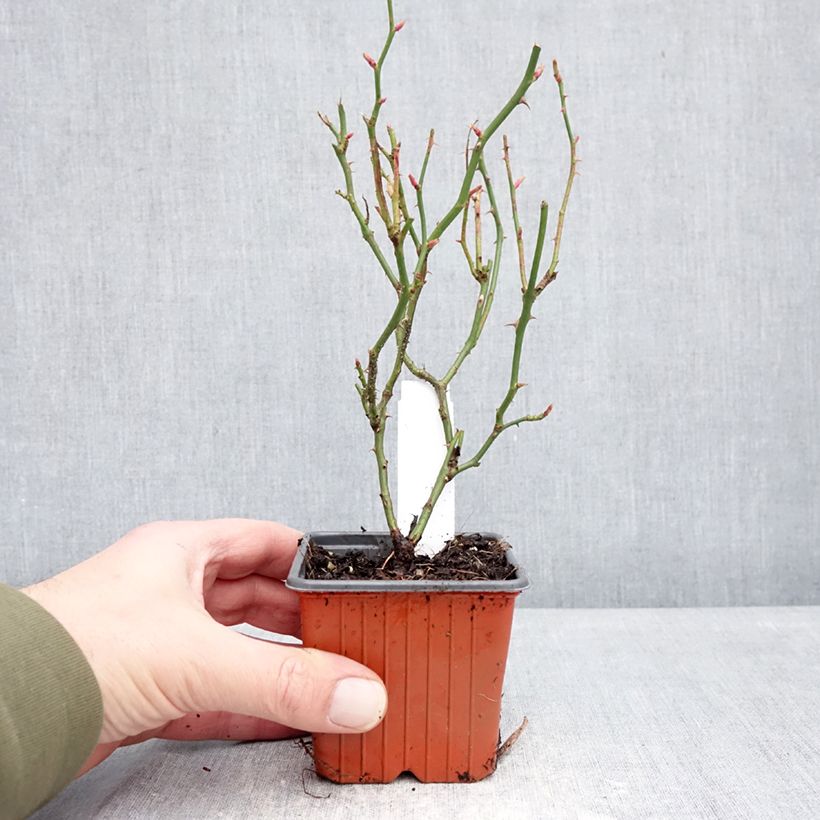 Example of Rosa Sea Foam - Bodembedekkende roos Kweekpotje van 8/9 cm as you get in hiver