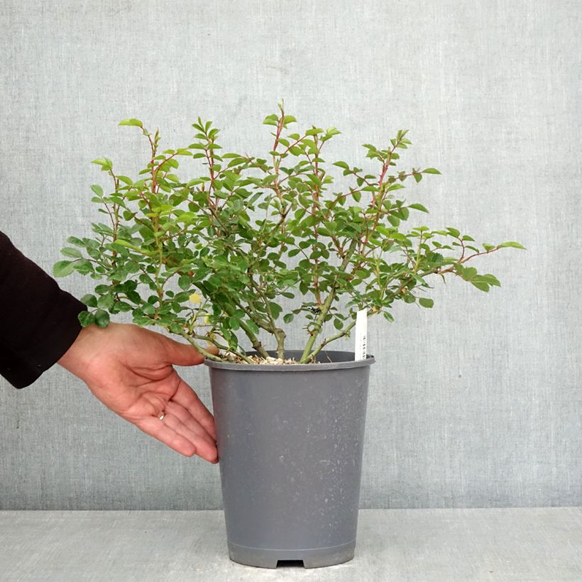 Exemplaar van Rosa Sea Foam - Bodembedekkende roos Pot van 3 l/4 l zoals geleverd in de lente