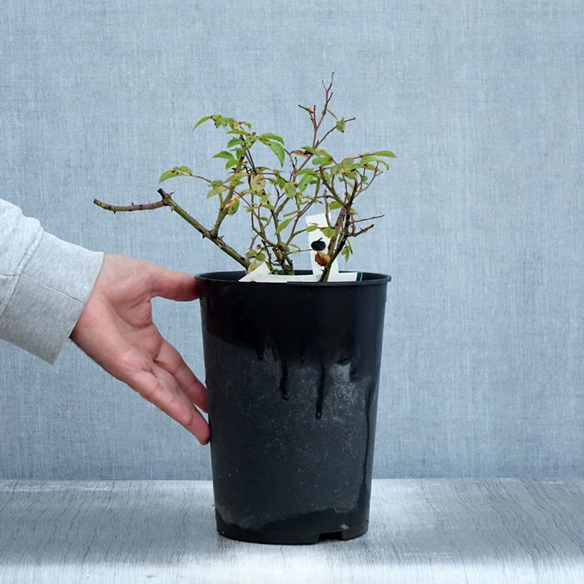 Exemplaar van Rosa Snow Star - Bodembedekkende roos Pot van 4 l/5 l zoals geleverd in de herfst