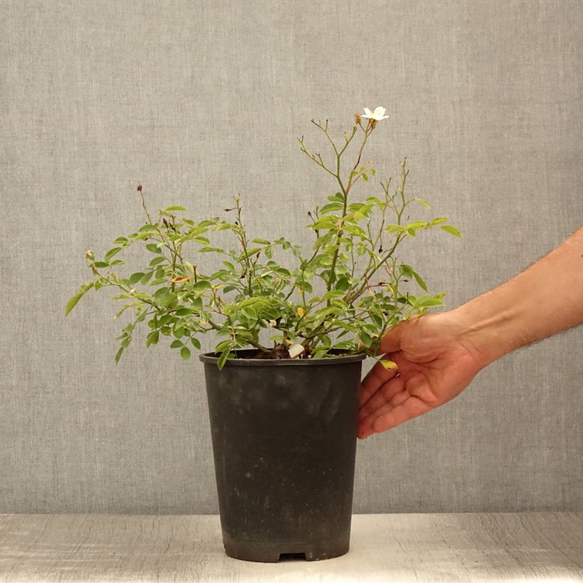 Exemplaar van Rosa Snow Star - Bodembedekkende roos Pot van 4 l/5 l zoals geleverd in de zomer