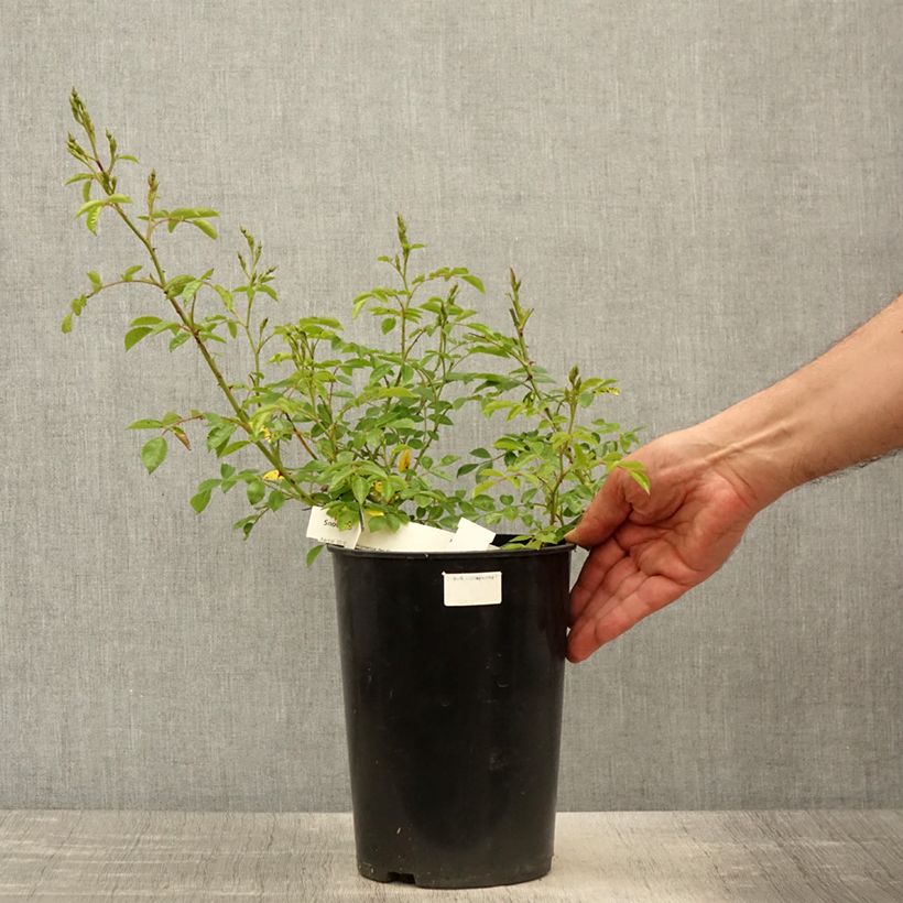 Exemplaar van Rosa Snow Star - Bodembedekkende roos Pot van 4 l/5 l zoals geleverd in de lente