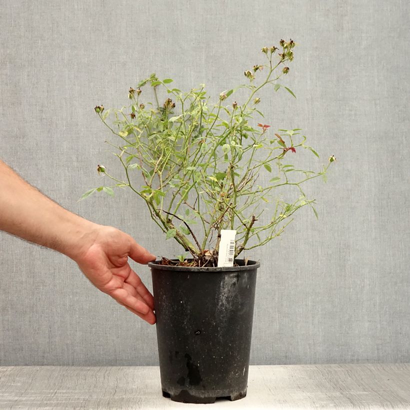 Exemplaar van Rosa Star Profusion - Bodembedekkende roos Pot van 3 l/4 l zoals geleverd in de zomer