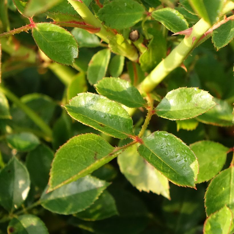 Rosa Swany - Bodembedekkende roos (Blad)