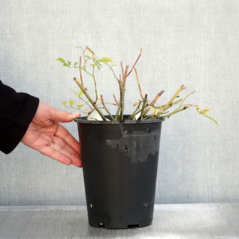 Exemplaar van Rosa Tapis Volant - Bodembedekkende roos Pot van 4 l/5 l zoals geleverd in de herfst