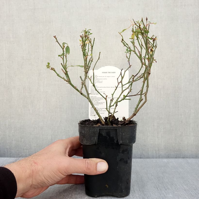 Exemplaar van Rosa The Fairy - Bodembedekkende roos Pot van 10 cm/11 cm zoals geleverd in de herfst