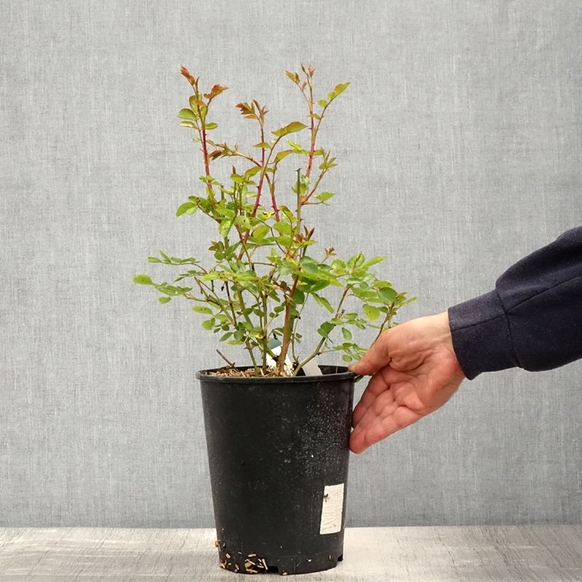 Example of Rosa The Faun - Bodembedekkende roos Pot van 4 l/5 l as you get in printemps