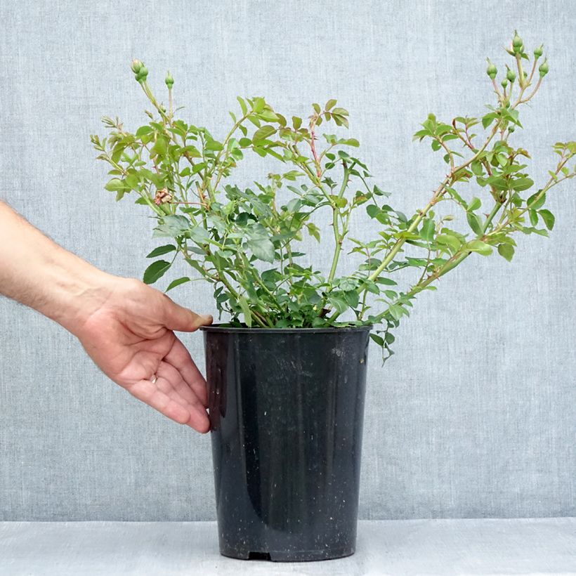 Exemplaar van Rosa The Faun - Bodembedekkende roos Pot van 4 l/5 l zoals geleverd in de zomer