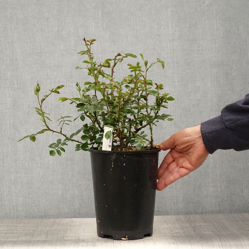 Exemplaar van Rosa Topolina - Bodembedekkende roos Pot van 3 l/4 l zoals geleverd in de lente