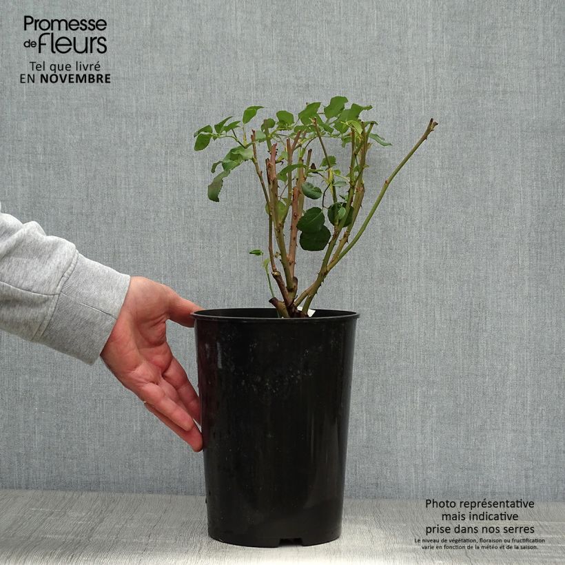 Exemplaar van Rosa The Albrighton Rambler - David Austinroos Pot van 4 l/5 l zoals geleverd in de herfst