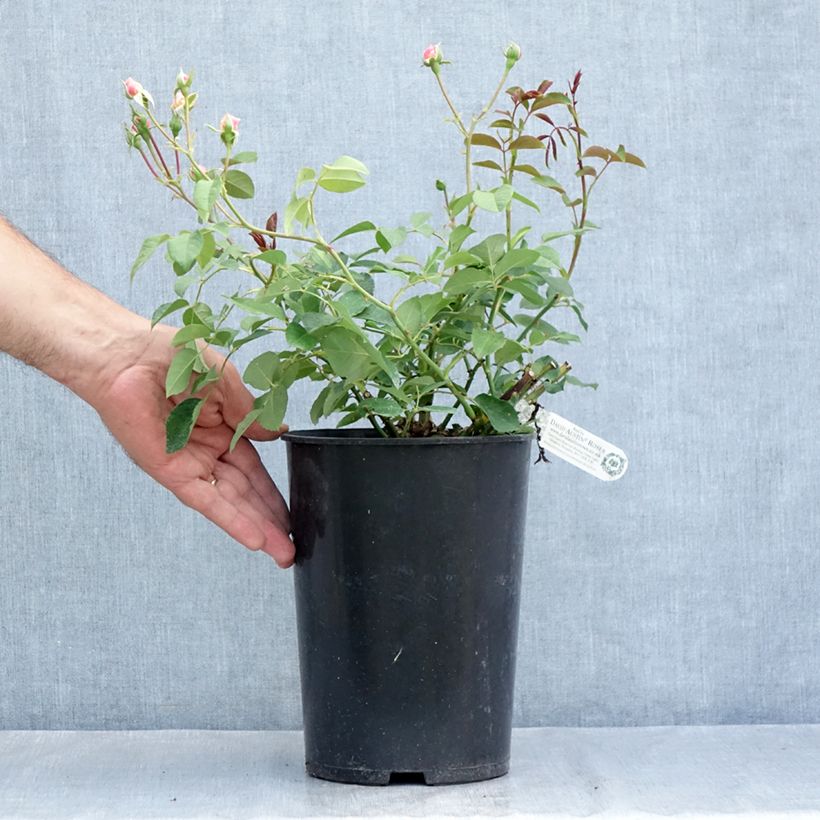 Exemplaar van Rosa The Albrighton Rambler - David Austinroos Pot van 4 l/5 l zoals geleverd in de zomer