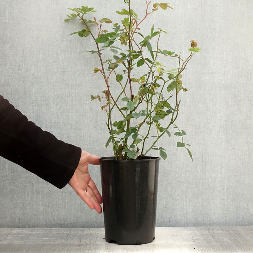 Exemplaar van Rosa Bathsheba - David Austinroos Pot van 4 l/5 l zoals geleverd in de herfst