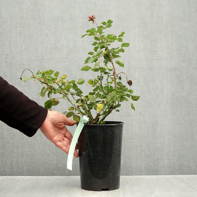 Exemplaar van Rosa Boscobel - David Austinroos Pot van 4 l/5 l zoals geleverd in de herfst