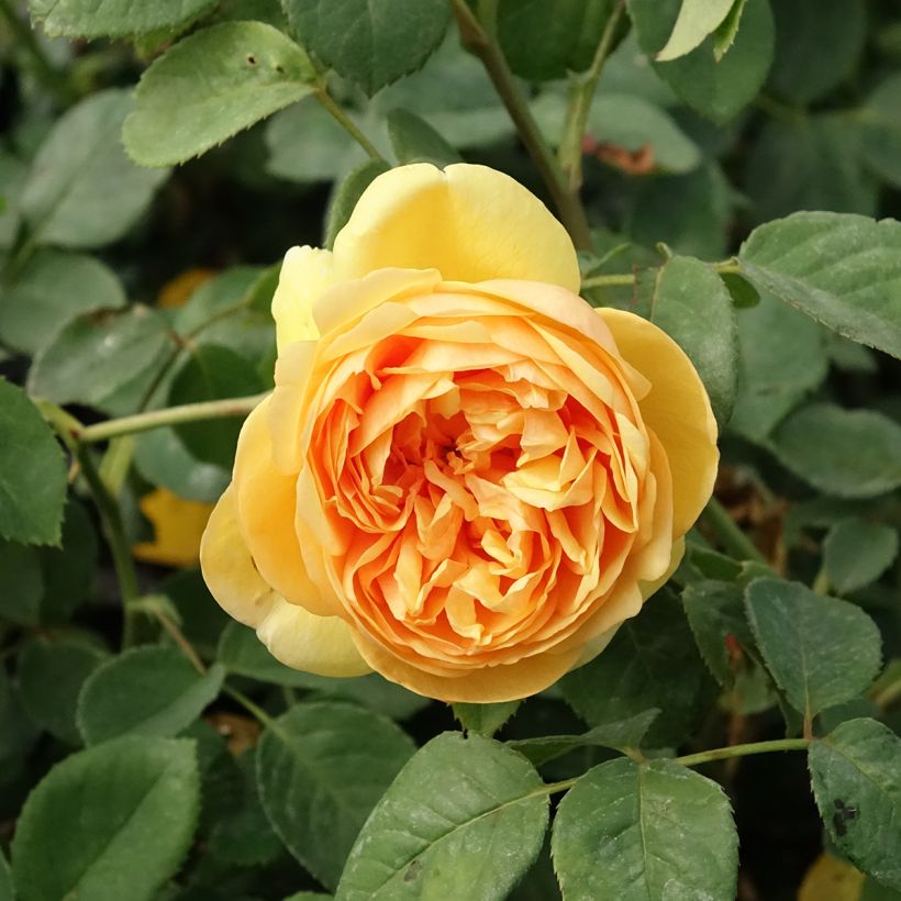 Rosa Bring Me Sunshine - David Austinroos (Bloei)