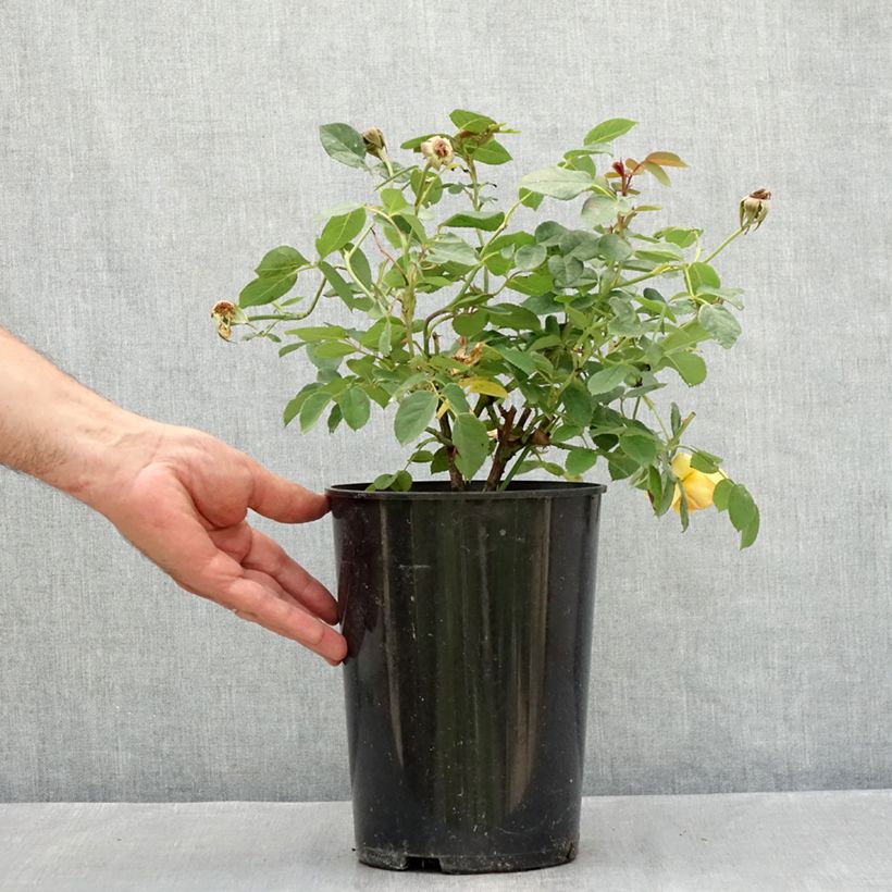 Exemplaar van Rosa Bring Me Sunshine - David Austinroos Pot van 4 l/5 l zoals geleverd in de zomer