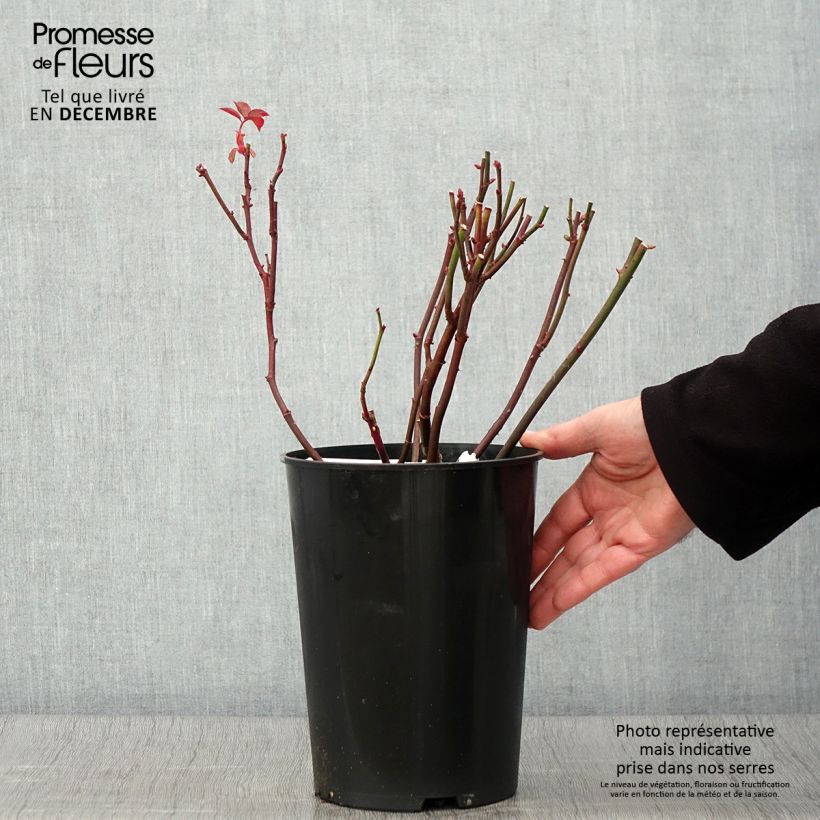 Exemplaar van Rosa Brother Cadfael - David Austinroos Pot van 4 l/5 l zoals geleverd in de herfst