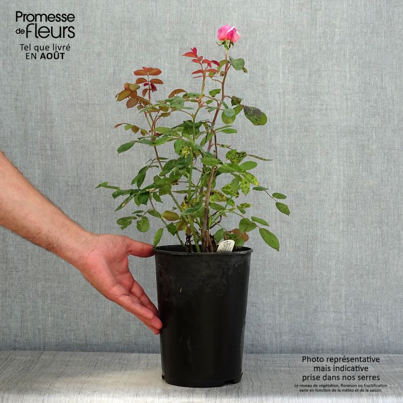 Exemplaar van Rosa Brother Cadfael - David Austinroos Pot van 4 l/5 l zoals geleverd in de zomer