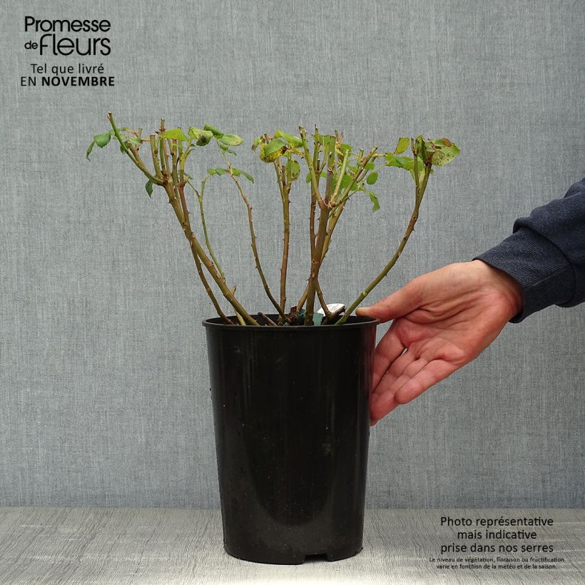 Exemplaar van Rosa Charles Darwin - David Austinroos Pot van 4 l/5 l zoals geleverd in de herfst