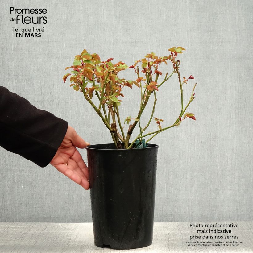 Example of Rosa Charles Darwin - David Austinroos Pot van 4 l/5 l as you get in printemps