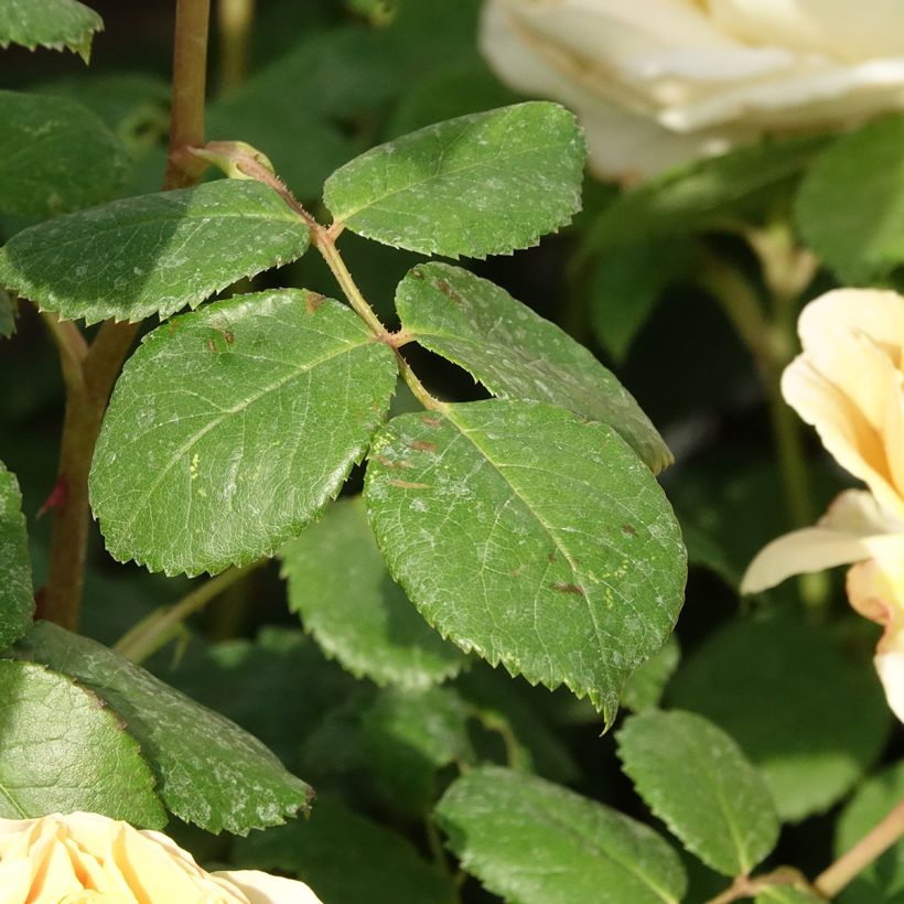 Rosa Charles Darwin - David Austinroos (Blad)
