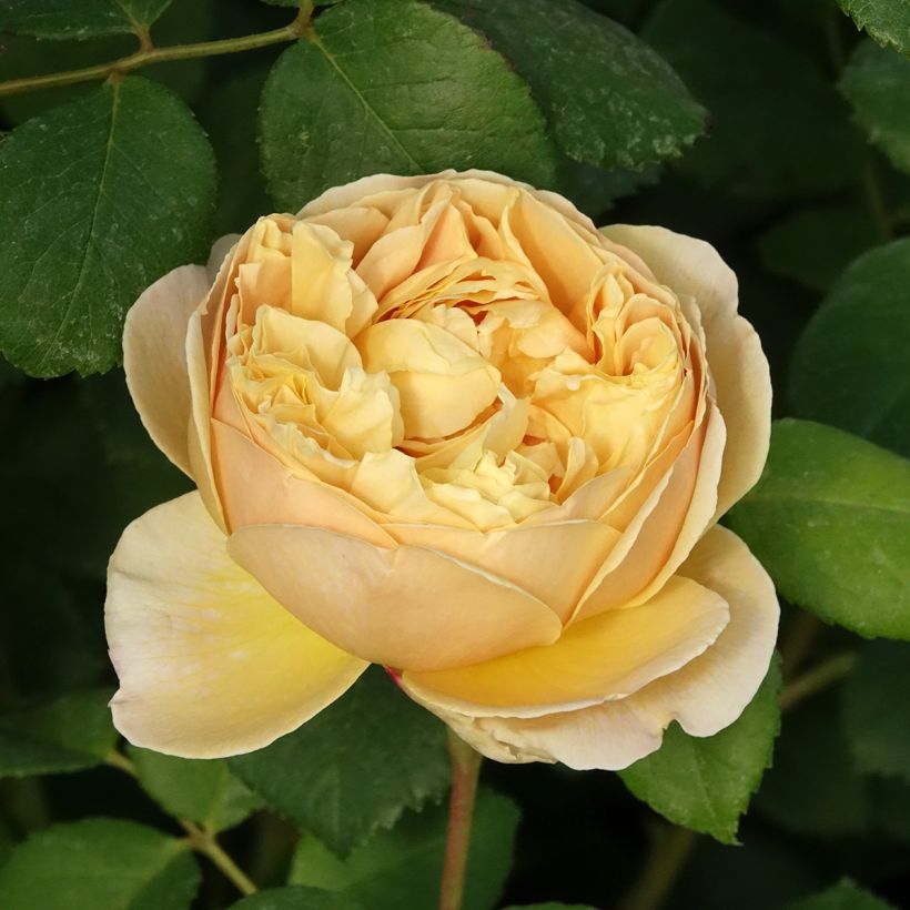 Rosa Charles Darwin - David Austinroos (Bloei)
