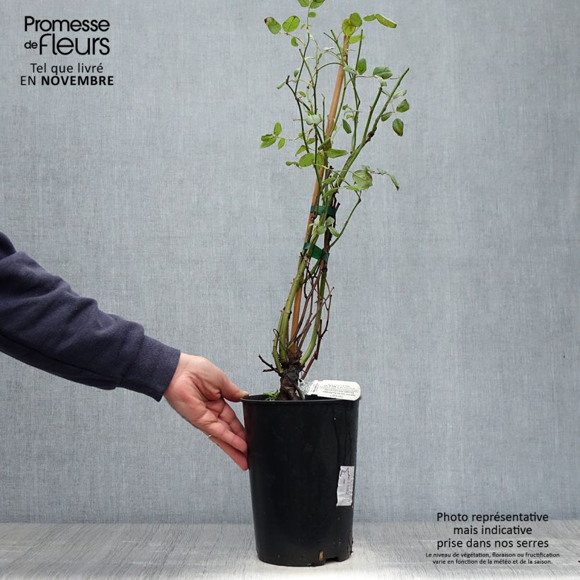 Exemplaar van Rosa Claire Austin - David Austinroos Pot van 4 l/5 l zoals geleverd in de herfst