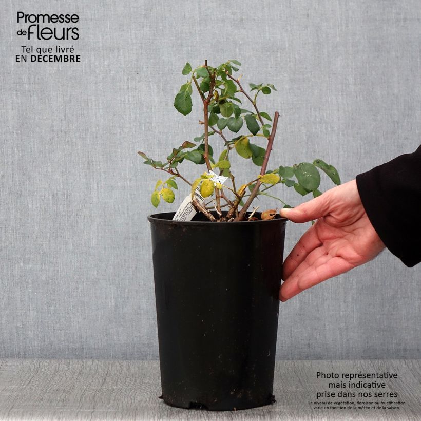 Exemplaar van Rosa Dame Judi Dench - David Austinroos Pot van 4 l/5 l zoals geleverd in de herfst