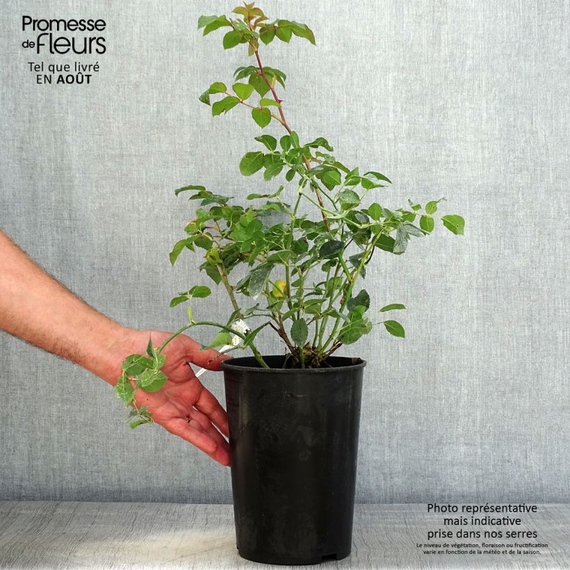Exemplaar van Rosa Dame Judi Dench - David Austinroos Pot van 4 l/5 l zoals geleverd in de zomer