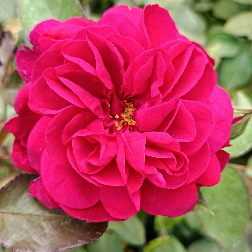Rosa Darcey Bussell - Stamroos (Bloei)