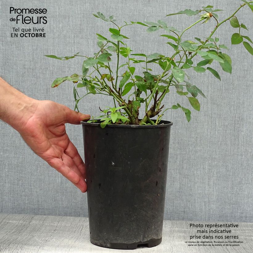 Exemplaar van Rosa Darcey Bussell - David Austinroos Pot van 4 l/5 l zoals geleverd in de herfst