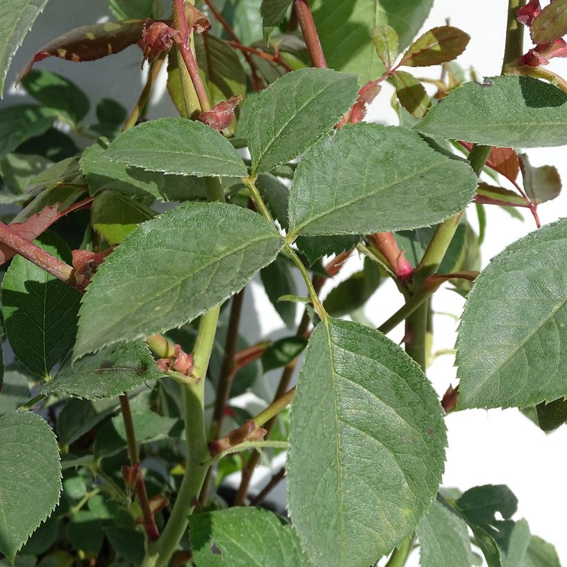 Rosa Desdemona - Stamroos (Blad)