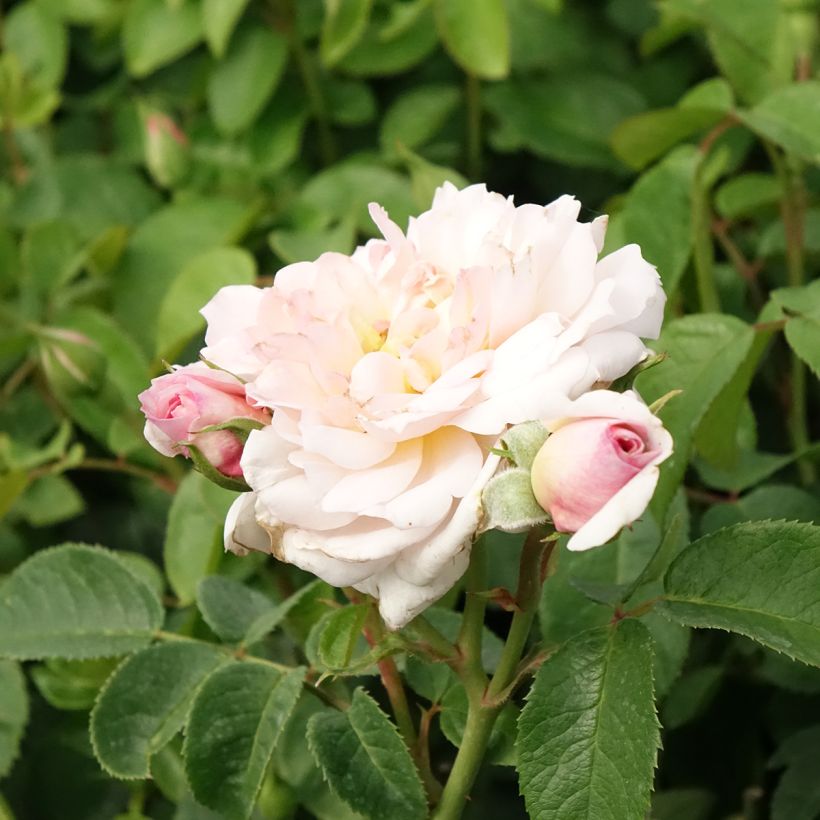 Rosa Elizabeth - David Austinroos (Bloei)