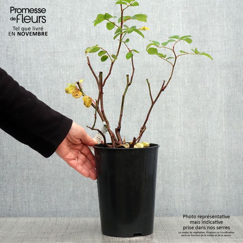 Exemplaar van Rosa Emily Brontë - David Austinroos Pot van 4 l/5 l zoals geleverd in de herfst