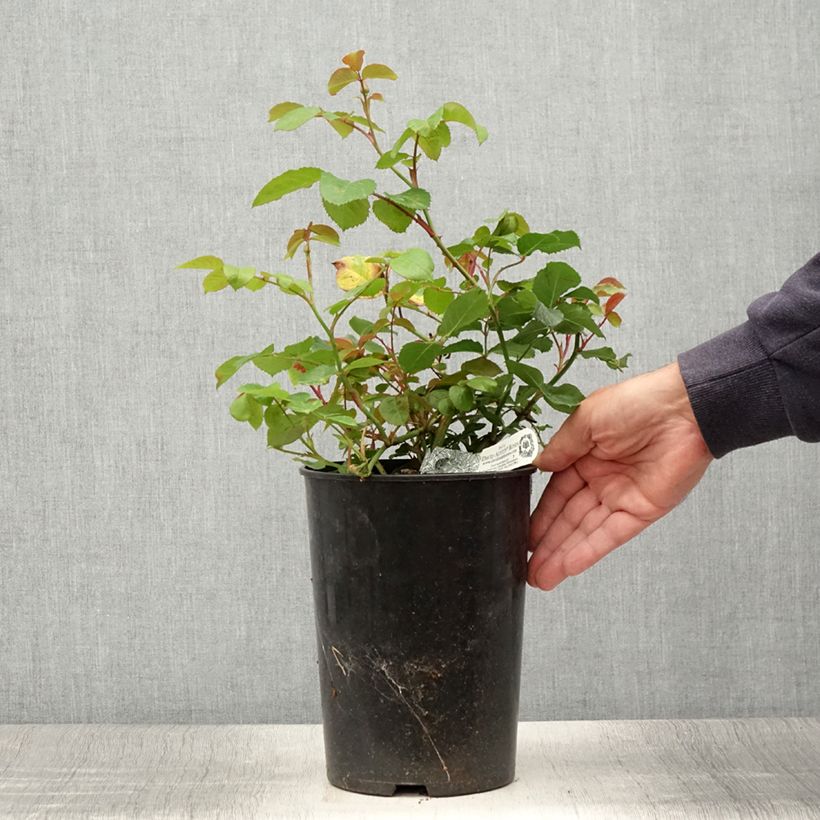 Exemplaar van Rosa Emily Brontë - David Austinroos Pot van 4 l/5 l zoals geleverd in de zomer