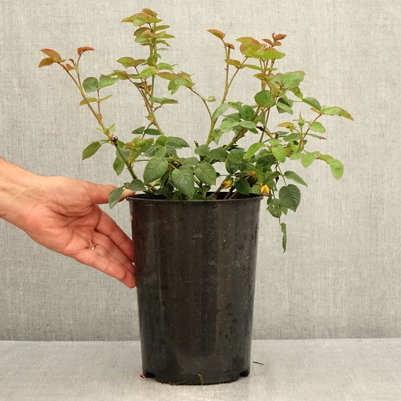 Exemplaar van Rosa Gentle Hermione - David Austinroos Pot van 4 l/5 l zoals geleverd in de zomer