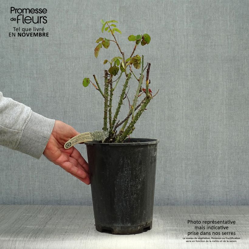 Exemplaar van Rosa Gertrude Jekyll - David Austinroos Pot van 4 l/5 l zoals geleverd in de herfst