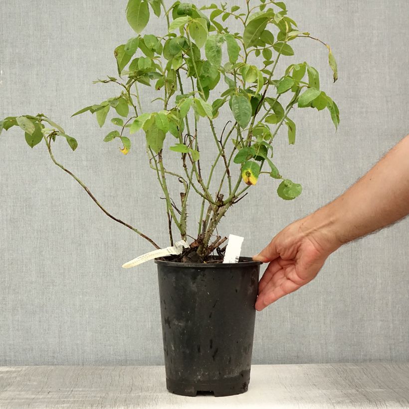Exemplaar van Rosa Gertrude Jekyll - David Austinroos Pot van 4 l/5 l zoals geleverd in de zomer