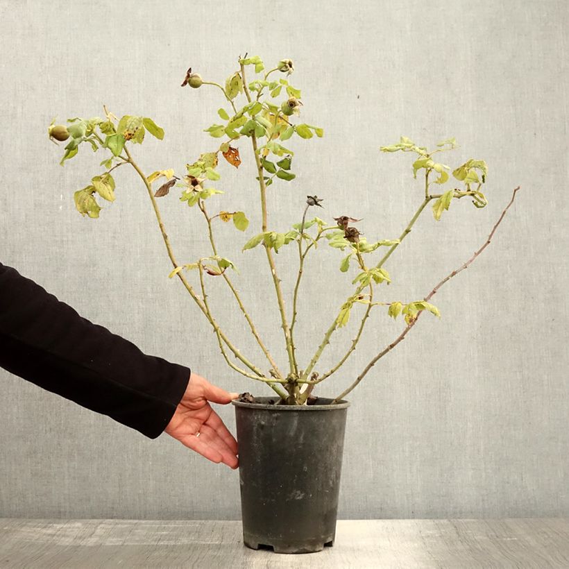 Exemplaar van Rosa Golden Celebration - David Austinroos Pot van 4 l/5 l zoals geleverd in de herfst