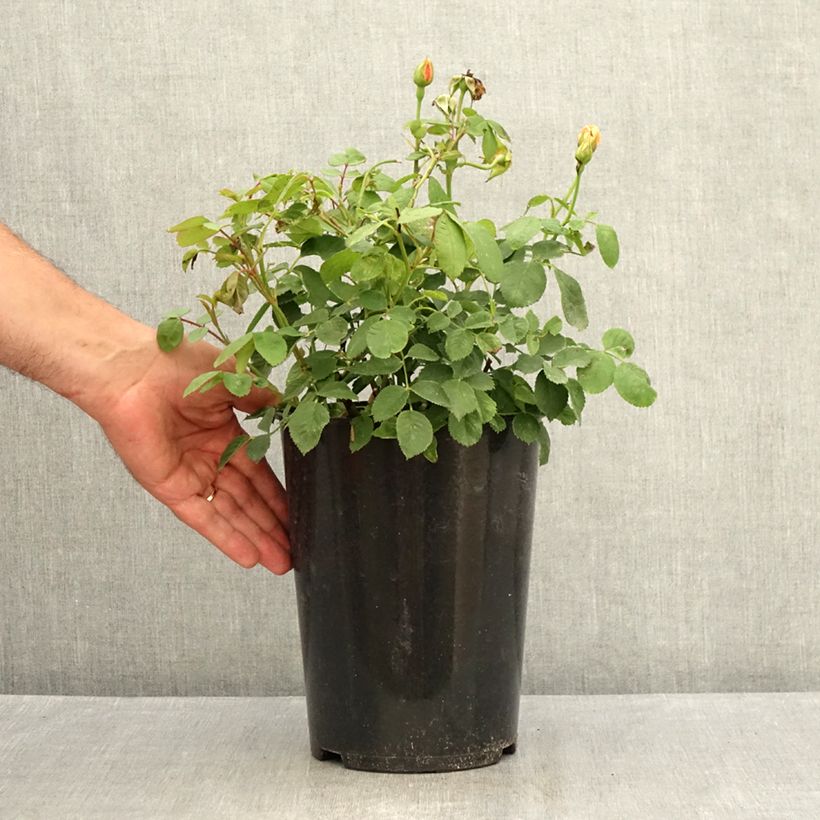 Example of Rosa Grace - David Austinroos Pot van 4 l/5 l as you get in ete